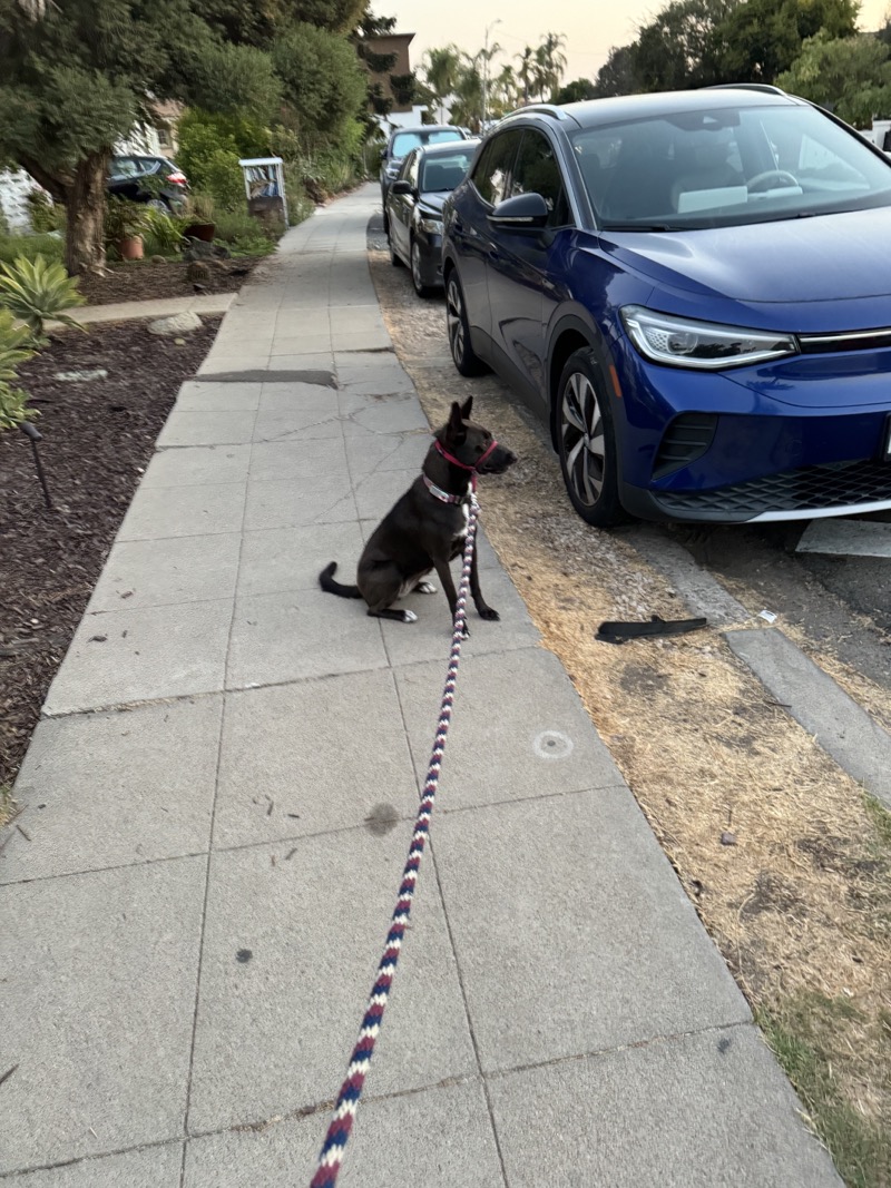 A picture of a black dog named Bowie sitting, taken on September 9 2024 at 6:19 am